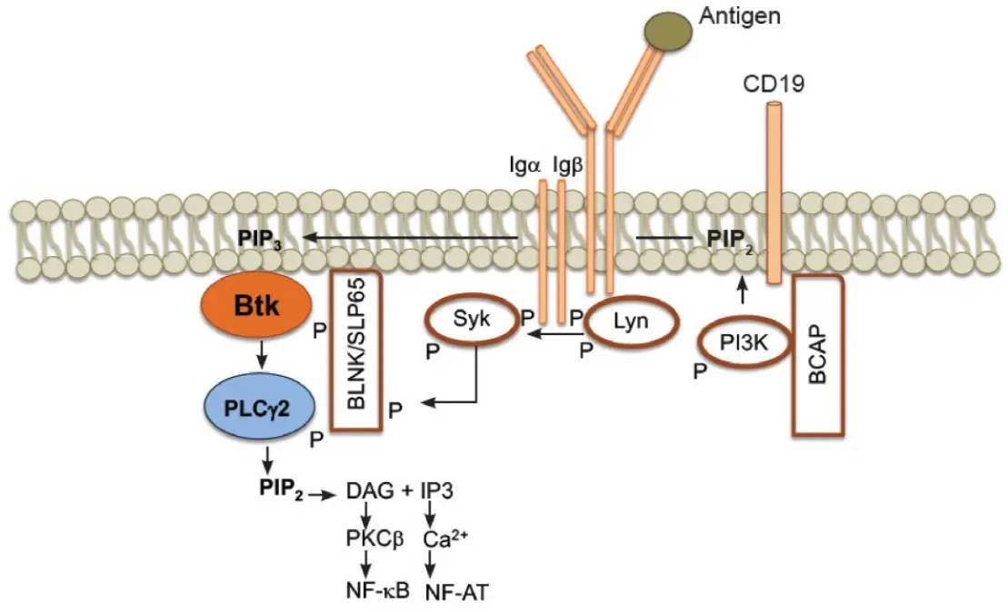 Inhibidores de la tirosina quinasa de bruton: una nueva generación de fármacos prometedores para el tratamiento de la Esclerosis Múltiple