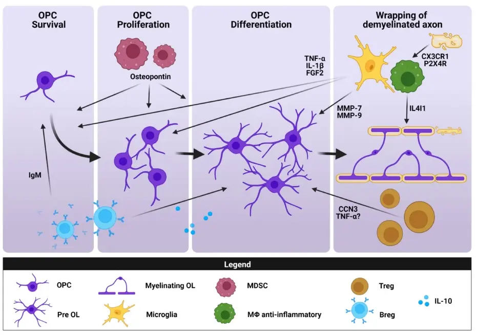 Papel de las células mieloides supresoras en la remielinización en la Esclerosis Múltiple