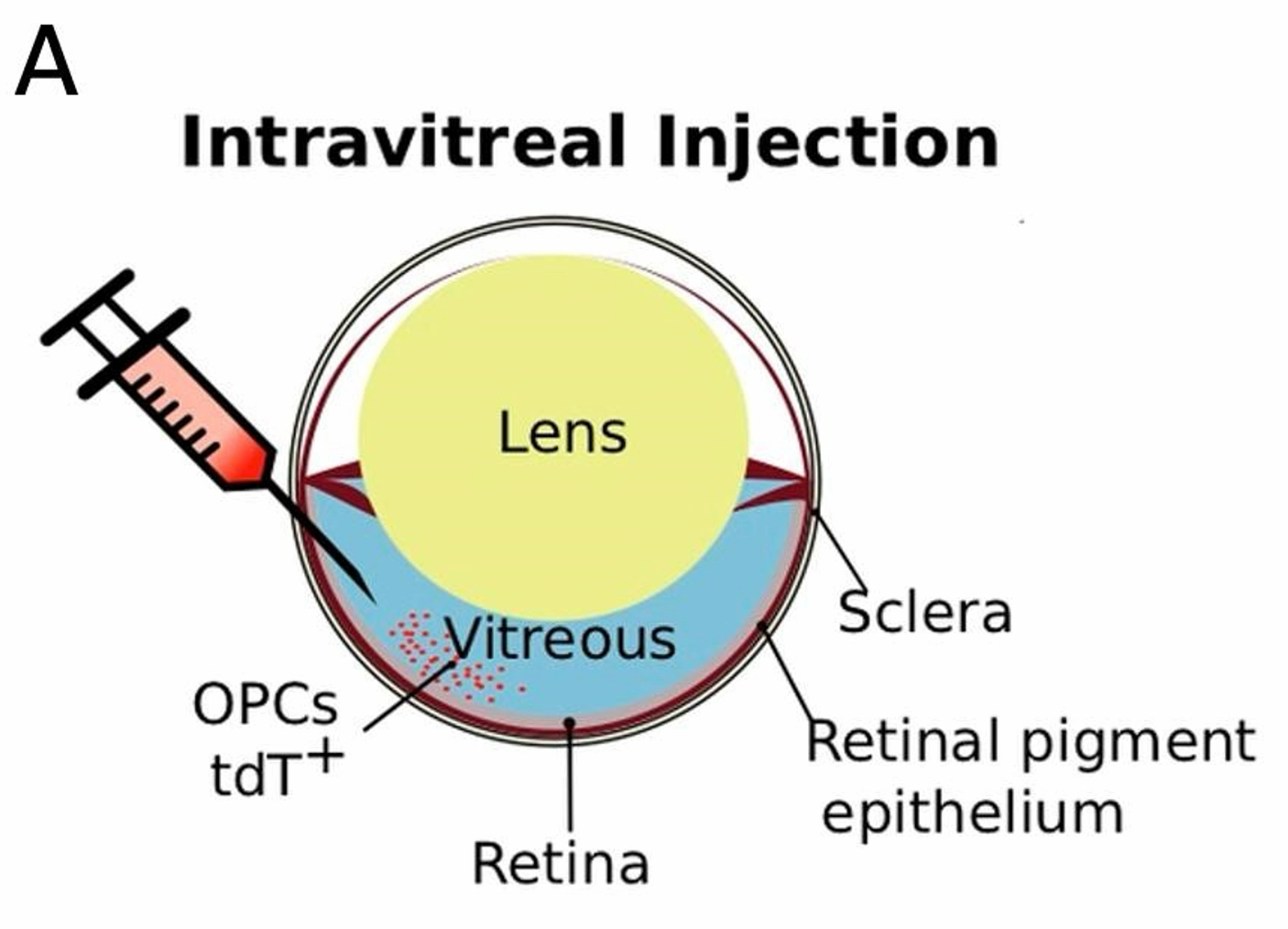 Nuevo protocolo del Instituto Cajal-CSIC mejora el aislamiento de células precursoras de oligodendrocitos con alta viabilidad